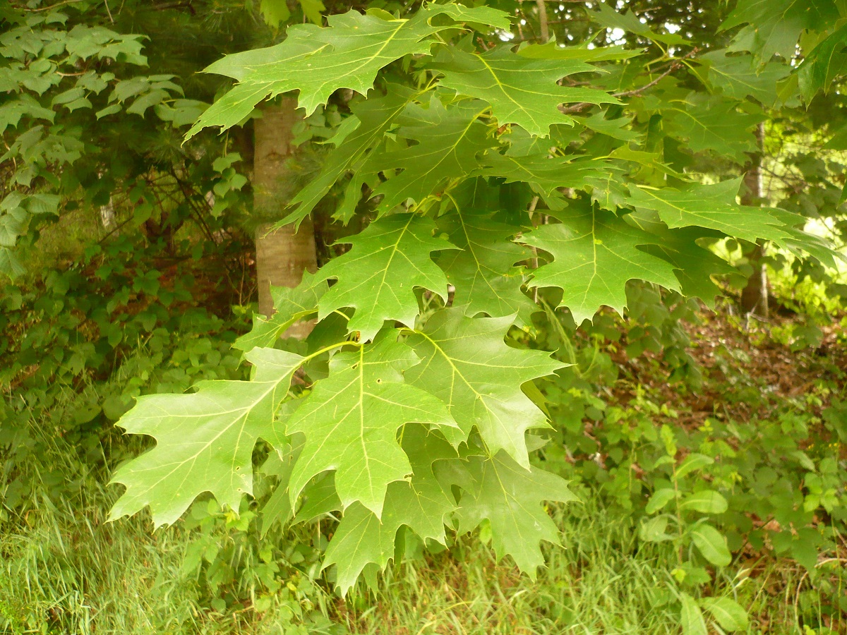 Quercus rubra (Fagaceae)